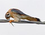 Kestrel With A Catch_33980